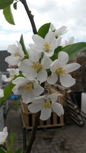Sierappel (Malus 'Red Sentinel') 2 Sierappel (Malus 'Red Sentinel') - Afbeelding 2