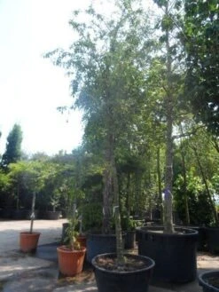 Sierappel (Malus 'Red Sentinel') -Green Roots Exporteren Winkel malus red sentinel 25 30ho c500 1