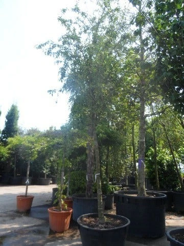 Sierappel (Malus 'Red Sentinel') 5 Sierappel (Malus 'Red Sentinel') - Afbeelding 5