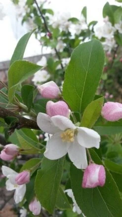 Sierappel (Malus 'Red Sentinel') -Green Roots Exporteren Winkel malus red sentinel 2 1