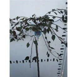 Rode Treursierappel Op Stam (Malus 'Royal Beauty') -Green Roots Exporteren Winkel malus royal beauty 100cm