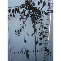 Rode Treursierappel Op Stam (Malus 'Royal Beauty') -Green Roots Exporteren Winkel malus royal beauty 130cm