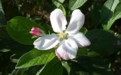 Appelboom (Malus Domestica 'Elstar') -Green Roots Exporteren Winkel maluselstarbloesem01 2 2