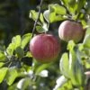 Appelboom (Malus Domestica 'Elstar')