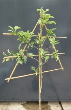 Lei-Appel (Malus Domestica 'Elstar') -Green Roots Exporteren Winkel malusleivorm1 5 2