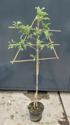 Lei-Appel (Malus Domestica 'Granny Smith') -Green Roots Exporteren Winkel malusleivorm2 1