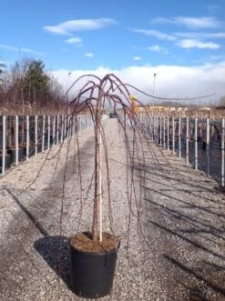 Rode Treursierappel Op Stam (Malus 'Royal Beauty') -Green Roots Exporteren Winkel malusroyalbeauty02