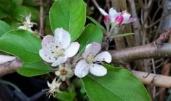 Appelboom (Malus Domestica 'Summerred') -Green Roots Exporteren Winkel malussummerredbloesem01