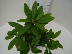 Rhododendron (Rhododendron 'Marcel Menard') -Green Roots Exporteren Winkel marcel mennard c2 boven 1