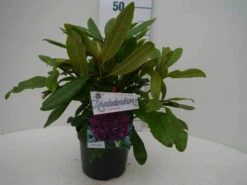 Rhododendron (Rhododendron 'Marcel Menard') -Green Roots Exporteren Winkel marcel mennard c2 voor