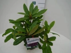 Rhododendron (Rhododendron 'Marcel Menard') -Green Roots Exporteren Winkel marcel mennard c2 zij