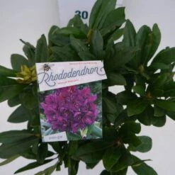 Rhododendron (Rhododendron 'Marcel Menard') -Green Roots Exporteren Winkel marcel mennard c5 boven
