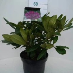 Rhododendron (Rhododendron 'Marcel Menard') -Green Roots Exporteren Winkel marcel mennard c5 voor 1