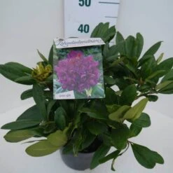 Rhododendron (Rhododendron 'Marcel Menard') -Green Roots Exporteren Winkel marcel mennard c5 zij