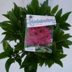 Rhododendron (Rhododendron 'Marie Forte') -Green Roots Exporteren Winkel marie forte c5 boven 1