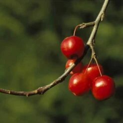 Sierappel (Malus 'Red Sentinel') -Green Roots Exporteren Winkel marsenti 17 1