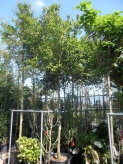 Mispel (Mespilus Germanica) 15 Mispel (Mespilus Germanica) -Green Roots Exporteren Winkel mespilus germanica 18 20ho cont