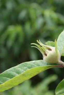 Mispel (Mespilus Germanica) 11 Mispel (Mespilus Germanica) -Green Roots Exporteren Winkel mespilus germanica 5