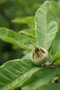 Mispel (Mespilus Germanica) 16 Mispel (Mespilus Germanica) -Green Roots Exporteren Winkel mespilus germanica 6