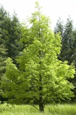 Watercipres (Metasequoia Glyptostroboides)