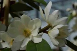 Michelia 'Fairy Magnolia White' -Green Roots Exporteren Winkel michelia fairy magnolia blush 2
