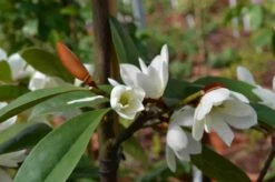 Michelia 'Fairy Magnolia White' -Green Roots Exporteren Winkel michelia fairy magnolia blush 3 2