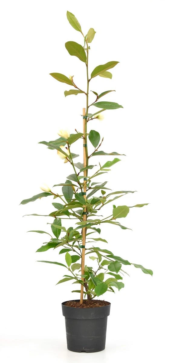 Michelia 'Fairy Magnolia Cream' 1 Michelia 'Fairy Magnolia Cream'