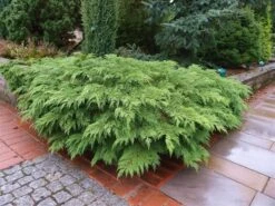 Valse Jeneverbes (Microbiota Decussata) -Green Roots Exporteren Winkel microbiota decussata 1