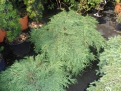 Valse Jeneverbes (Microbiota Decussata) -Green Roots Exporteren Winkel microbiota decussata 60 80 c12 1