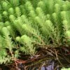 Diamantkruid (Myriophyllum 'Red Stem')
