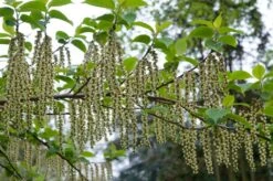Staartaar (Stachyurus Praecox) -Green Roots Exporteren Winkel moja00886 1 1