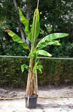 Bananenboom (Musa Basjoo) -Green Roots Exporteren Winkel musabasjoo01