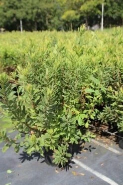 Gagel (Myrica Gale) 9 Gagel (Myrica Gale) -Green Roots Exporteren Winkel myrica gale 1