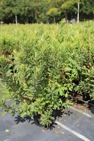 Gagel (Myrica Gale) 5 Gagel (Myrica Gale) - Afbeelding 5