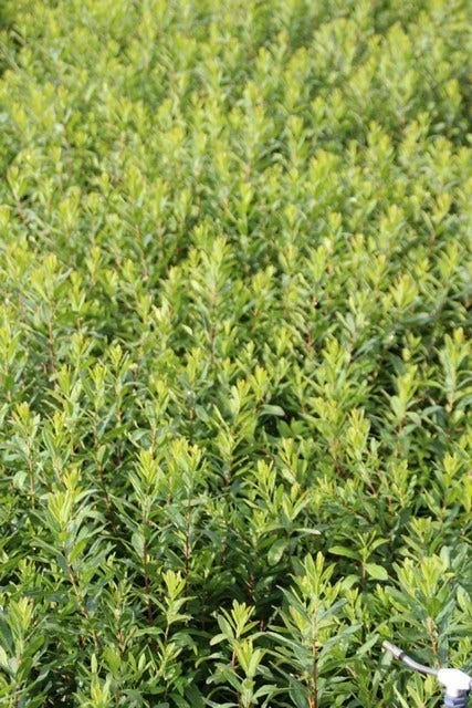 Gagel (Myrica Gale) 3 Gagel (Myrica Gale) - Afbeelding 3