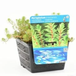 Diamantkruid (Myriophyllum 'Red Stem') -Green Roots Exporteren Winkel myriophyllum brasil. s 1