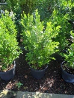 Dwergmirte (Myrtus Communis 'Tarentina') -Green Roots Exporteren Winkel myrtus communis c10