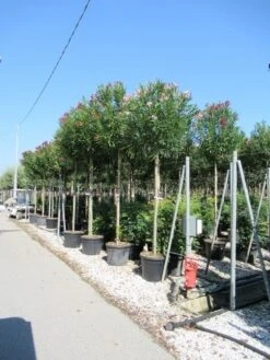Oleander Als Boom (Nerium Oleander) -Green Roots Exporteren Winkel nerium