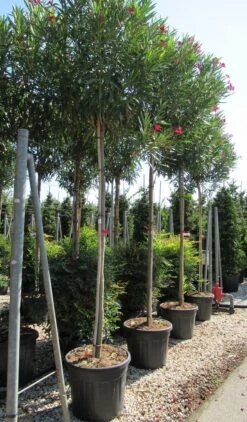 Oleander Als Boom (Nerium Oleander) -Green Roots Exporteren Winkel nerium 10 12