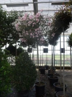 Oleander Als Boom (Nerium Oleander) -Green Roots Exporteren Winkel nerium oleander 10 12 14ho c70