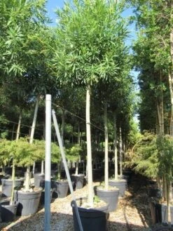 Oleander Als Boom (Nerium Oleander) -Green Roots Exporteren Winkel nerium stam