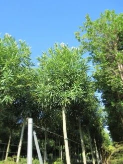 Oleander Als Boom (Nerium Oleander) -Green Roots Exporteren Winkel nerium stam 2