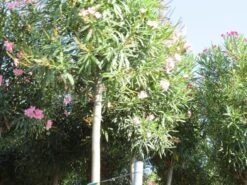 Oleander Als Boom (Nerium Oleander) -Green Roots Exporteren Winkel nerium stam 3