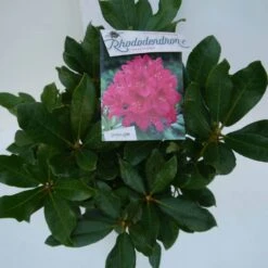Rhododendron (Rhododendron 'Nova Zembla') -Green Roots Exporteren Winkel nova zembla c5 boven 1