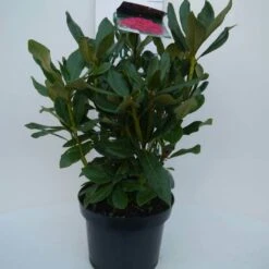 Rhododendron (Rhododendron 'Nova Zembla') -Green Roots Exporteren Winkel nova zembla c5 voor
