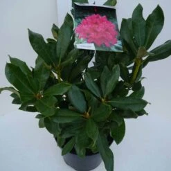 Rhododendron (Rhododendron 'Nova Zembla') -Green Roots Exporteren Winkel nova zembla c5 zij 1