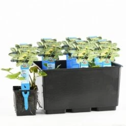 Gele Plomp (Nuphar Lutea) 6 Gele Plomp (Nuphar Lutea) -Green Roots Exporteren Winkel nuphar lutea 20170630103032