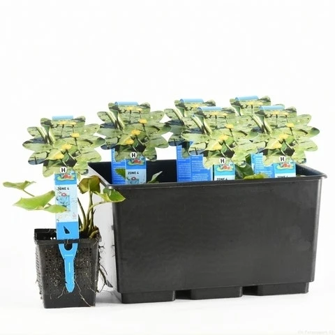 Gele Plomp (Nuphar Lutea) 3 Gele Plomp (Nuphar Lutea) - Afbeelding 3