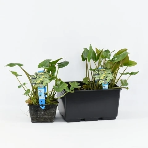 Gele Plomp (Nuphar Lutea) 2 Gele Plomp (Nuphar Lutea) - Afbeelding 2