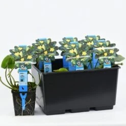 Gele Plomp (Nuphar Lutea) 7 Gele Plomp (Nuphar Lutea) -Green Roots Exporteren Winkel nuphar lutea variegata 20180404193138